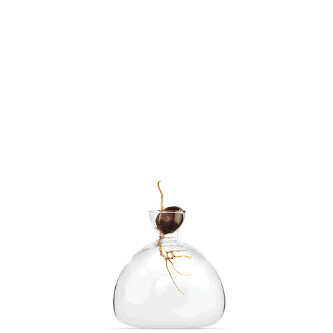 VASO AVOCADO CLEAR ART. 003 ILEX STUDIO TRANSPARENT