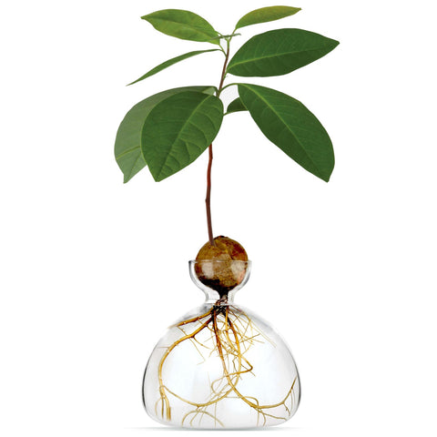 VASO AVOCADO CLEAR ART. 003 ILEX STUDIO TRANSPARENT
