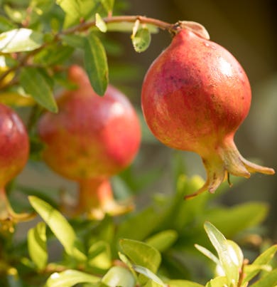 DR. VRANJES 100 ML POMEGRANATE