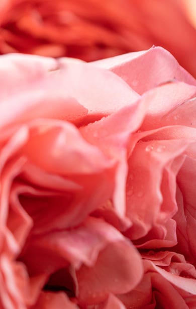 CANDELA ROSA TABACCO GR. 200 ONICE DR VRANJES