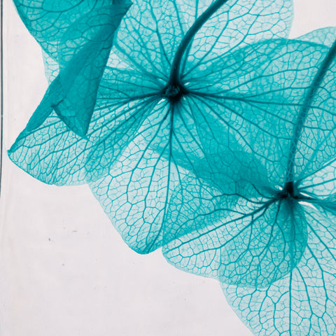 HERBARIUM H 21 CM HORTENSIA BLU CYLINDER THEOPHILE BERTON BLUE