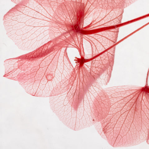 HERBARIUM H 21 CM HORTENSIA PINK CYLINDER THEOPHILE BERTON PINK