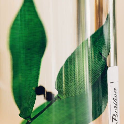 HERBARIUM H 21 CM RUSCUS GREEN CYLINDER THEOPHILE BERTON GREEN