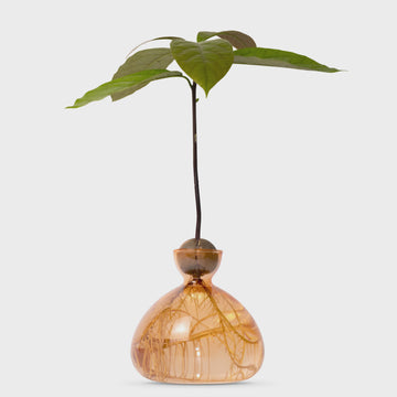 VASI AVOCADO SWEET APRICOT ART. 003-11 ILEX STUDIO ORANGE