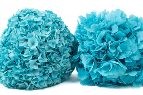 HERBARIUM H 21 CM HORTENSIA BLU CYLINDER THEOPHILE BERTON BLUE