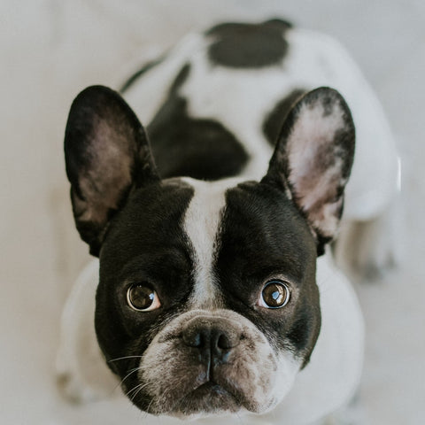 PORTAPENNE QUAIL DESIGNS FRENCH BULLDOG